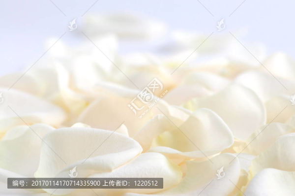 玫瑰的花瓣
