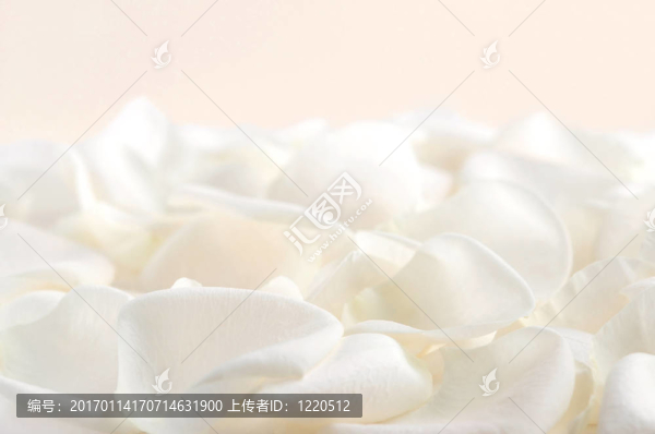 白玫瑰的花瓣