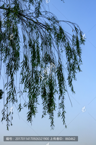 冬天柳樹