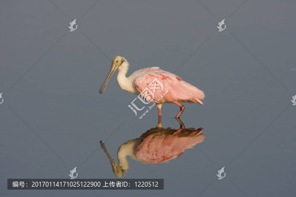 粉紅琵鷺