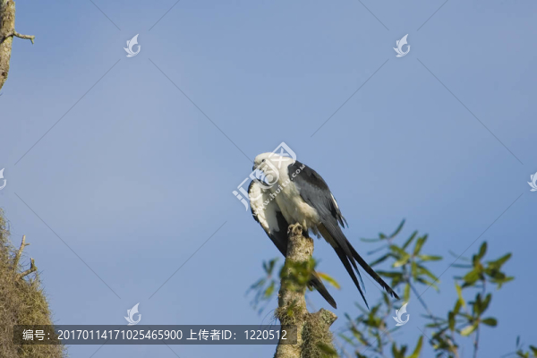 燕尾鳶