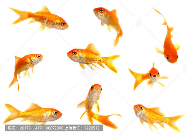 一群金魚