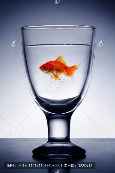 玻璃純凈水的金魚