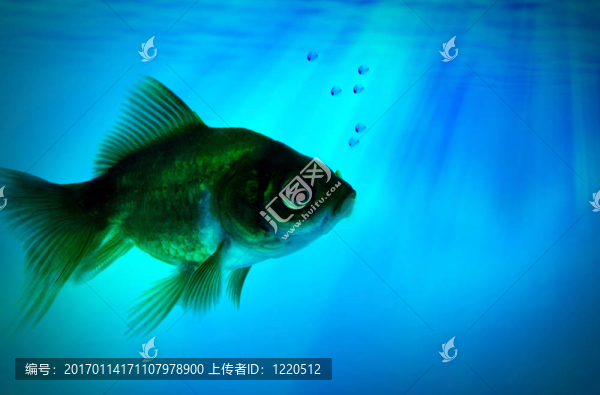 魚獨自在黑暗中
