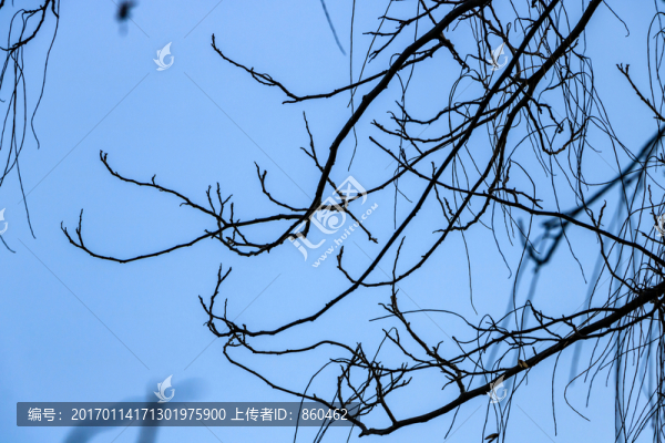 冬季樹枝條,樹枝樹木,樹干天空
