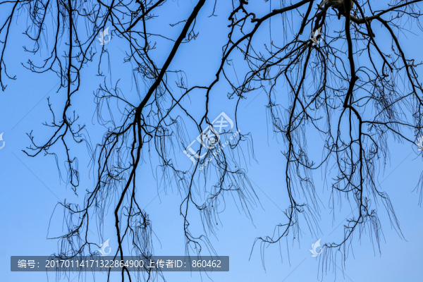 冬季樹枝條,樹枝樹木,樹干天空