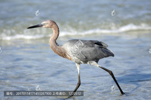 棕頸鷺在沖浪