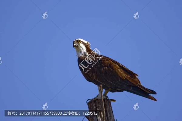 魚鷹棲息