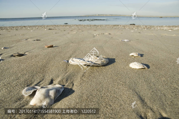 海灘上的貝殼