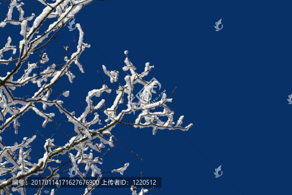 雪枝