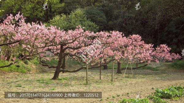 開(kāi)花的櫻桃
