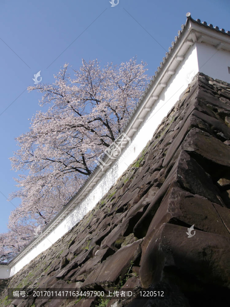 櫻花和城堡的墻