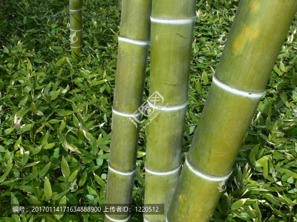 排竹-匯圖網(wǎng) www.fosd68.com 排竹