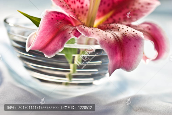 百合；浪漫情調(diào)