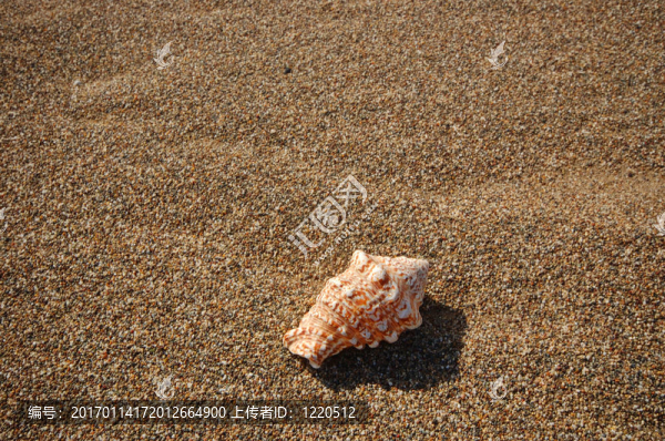 海灘上的貝殼