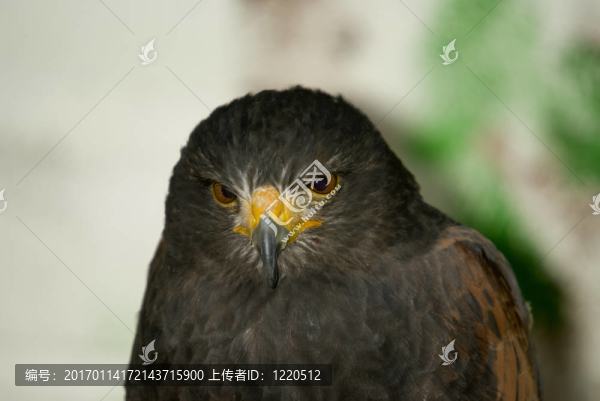 哈里斯鷹