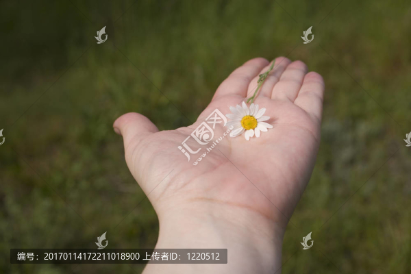 雛菊在手