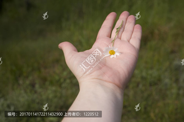 雛菊在手