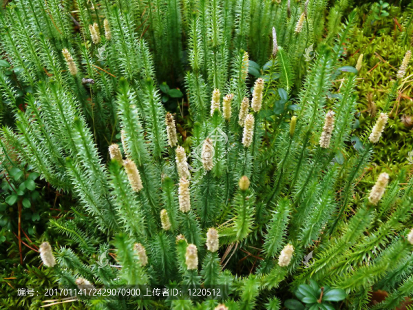 苔蘚