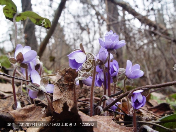 雪花蓮