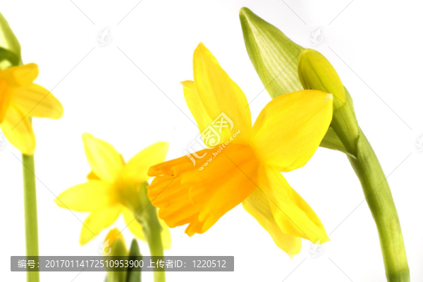 水仙花