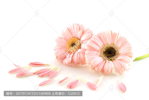 粉紅色的Gerber