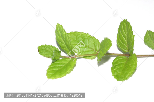 薄荷枝