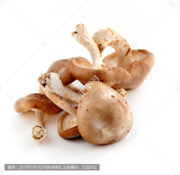 香菇