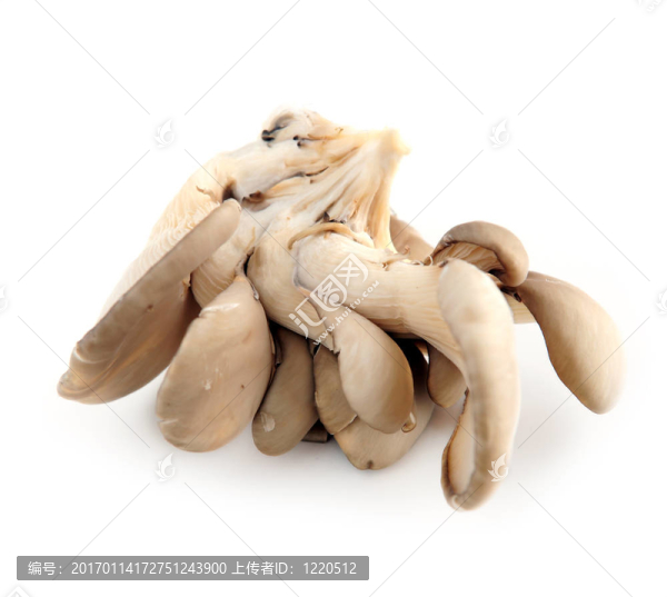 平菇