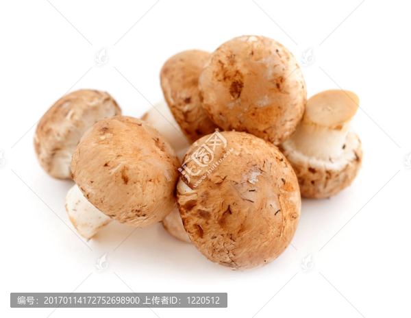 褐蘑菇
