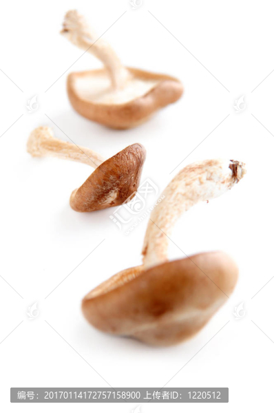香菇