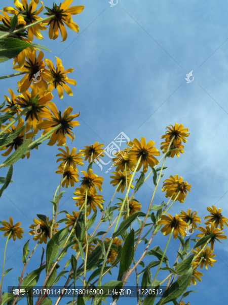 棕色眼睛Susans