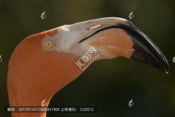 火烈鳥