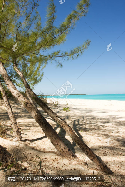 樹在海灘上
