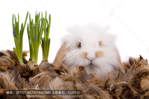 復(fù)活節(jié)兔子