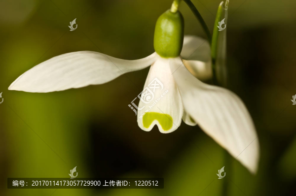 雪花蓮特寫