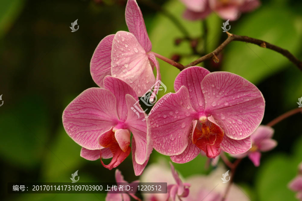 蘭花