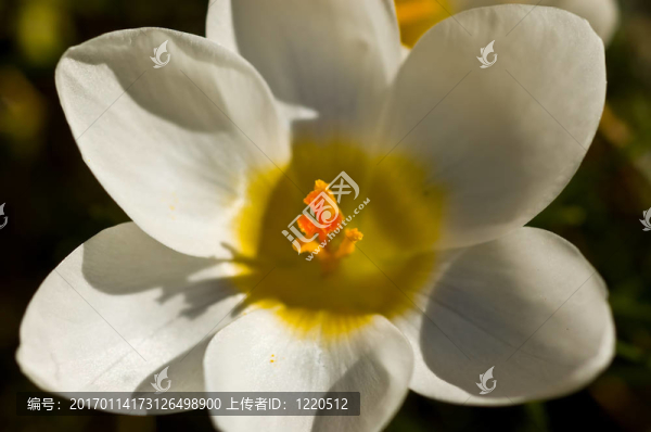 白色的中央