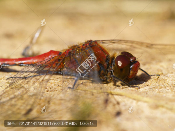 紅蜻蜓