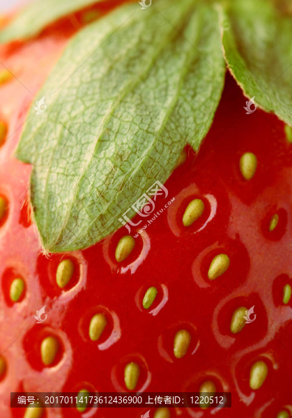 Strawberry特寫