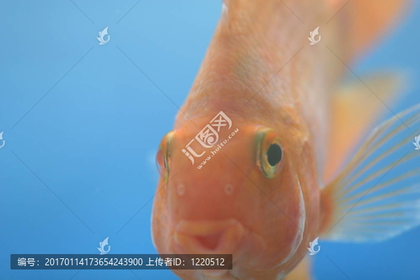 前視圖-匯圖網(wǎng) www.fosd68.com 前視圖