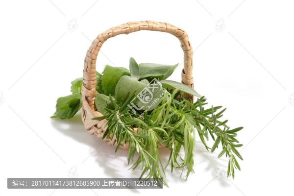 芳香植物-匯圖網(wǎng) www.fosd68.com 芳香植物