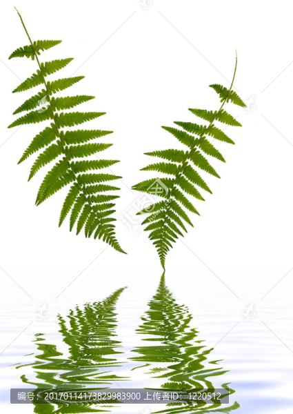 水上的蕨類植物