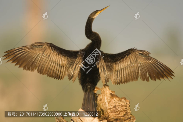 Anhinga曬自己的翅膀
