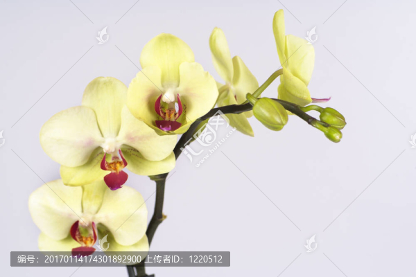 蘭花