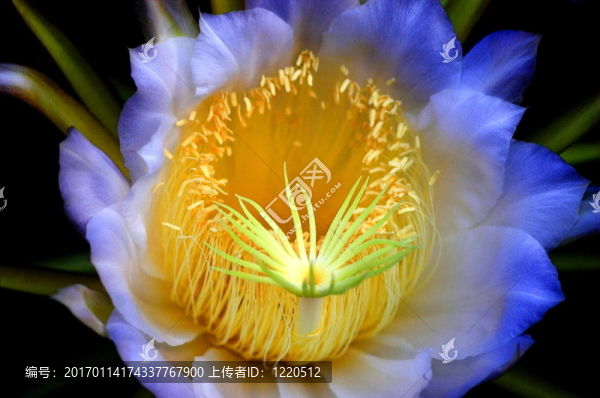 仙人掌曇花