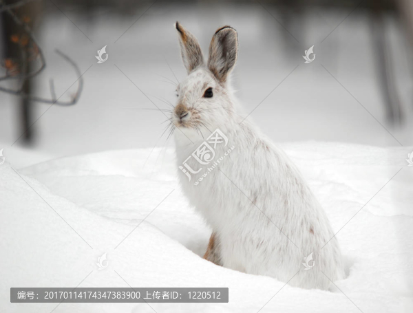雪靴野兔