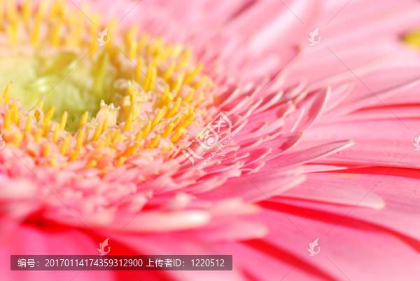 粉紅菊花宏