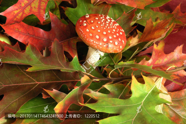 鵝膏菌