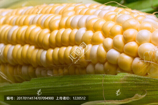 玉米瘋